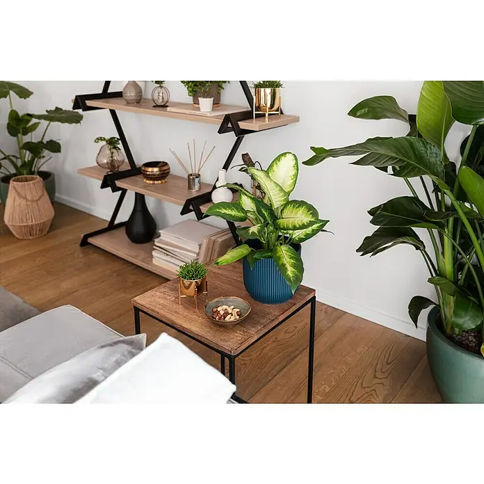 Schale TaboØ x H: 11,5 x 3,5 cm, Grün - Nahaufnahme eines Wohnzimmers mit Pflanzen und einem eleganten Regal, das eine entspannende und stilvolle Atmosphäre schafft.