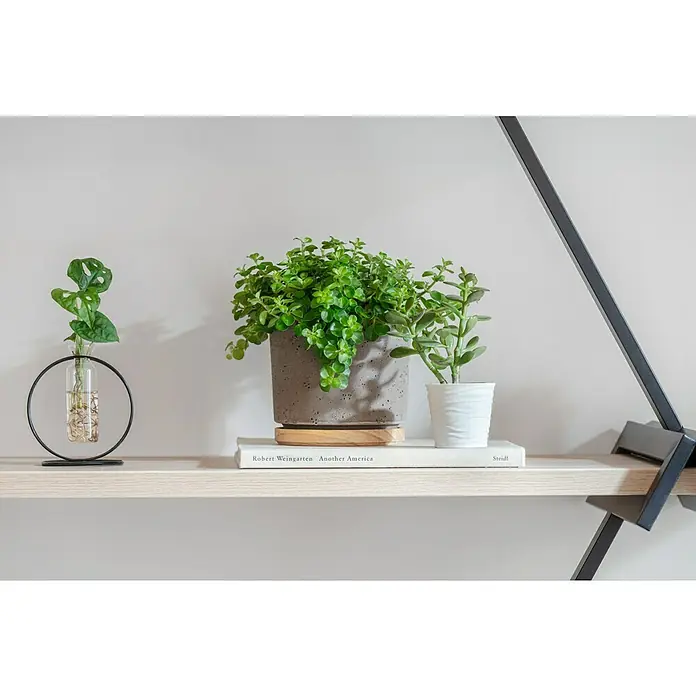 Piardino Zimmerpflanzen-Arrangement Grünpflanze im Glas1 x Grünpflanze, 1 x Glasgefäß im runden Metallgestell - Drei Pflanzen auf einem Regal, darunter eine Monstera Adansonii in einem Glasgefäß, die eine moderne und natürliche Note verleihen.