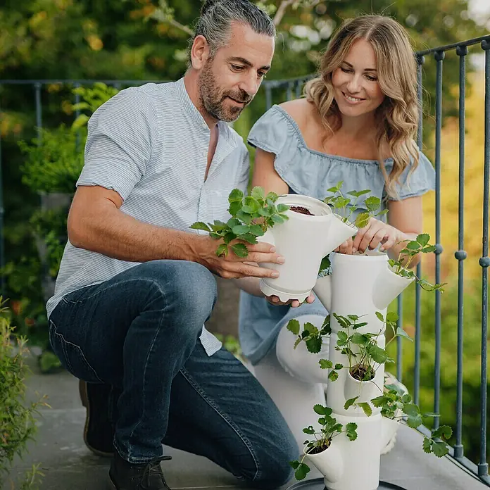 Gusta Garden Pflanzturm Sissi Strawberry Starter - 270 x 270 x 770 mm, Weiß - Ein Paar bepflanzt einen modularen Pflanzturm mit Erdbeeren auf einem Balkon, der eine vertikale Gartenlösung bietet.