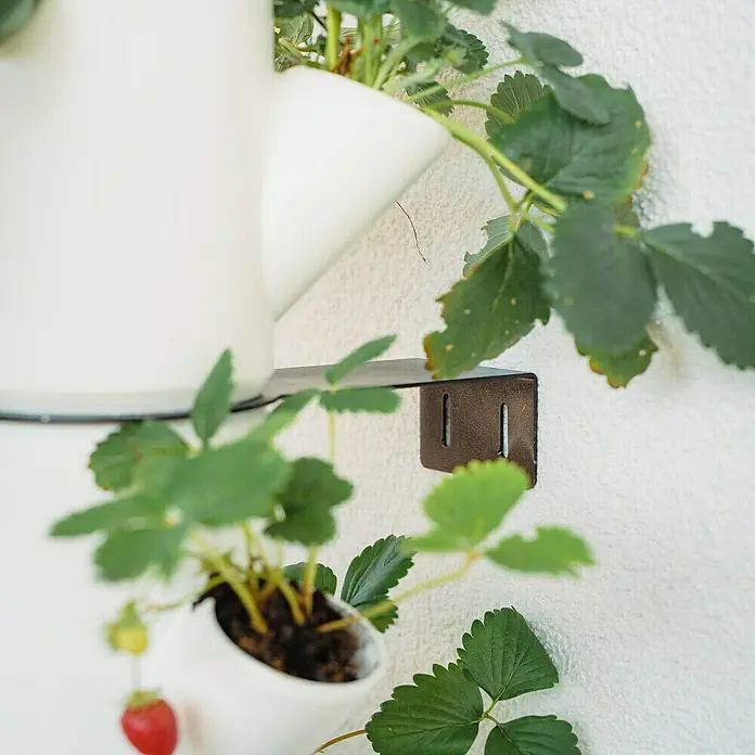 Gusta Garden Pflanzturm Sissi Strawberry infinity - 270 x 270 x 1.850 mm, Weiß - Detailansicht eines vertikalen Gartens mit Erdbeerpflanzen in weißen Töpfen, befestigt an einer Wandhalterung.