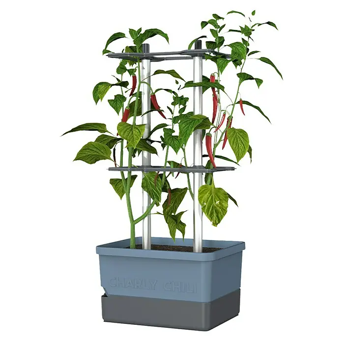 Gusta Garden Pflanzgefäß Charly Chili - 68,7 x 103,5 x 27,5 cm, Blau, 3 -tlg. - Charly Chili Pflanzkasten mit reifen roten Chilis, ideal für den Indoor-Gartenbau. Einfache Chili-Zucht für Zuhause.
