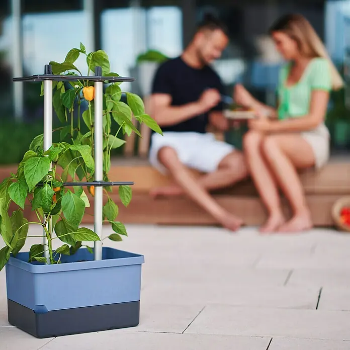 Gusta Garden Pflanzgefäß Charly Chili - 68,7 x 103,5 x 27,5 cm, Blau, 3 -tlg. - Das Bild zeigt einen graublauen Pflanzkasten mit Rankhilfe, in dem eine Paprikapflanze mit gelben Früchten wächst. Im Hintergrund sitzen zwei Personen.
