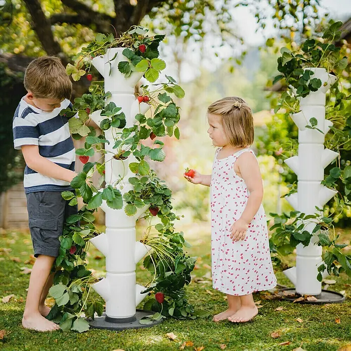 Gusta Garden Pflanzturm Sissi Strawberry Classic - 270 x 270 x 1.130 mm, Weiß - Zwei Kinder ernten Erdbeeren aus einem weißen vertikalen Gartenturm. Frische Erdbeeren wachsen im Garten.