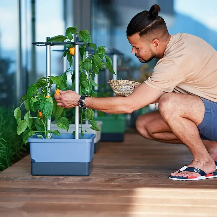 Gusta Garden Pflanzgefäß Charly Chili - 68,7 x 103,5 x 27,5 cm, Blau, 3 -tlg. - Mann erntet Paprika aus einem Pflanzgefäß mit Spalier auf einer Holzterrasse, ein System für den Anbau von Gemüse auf kleinem Raum.