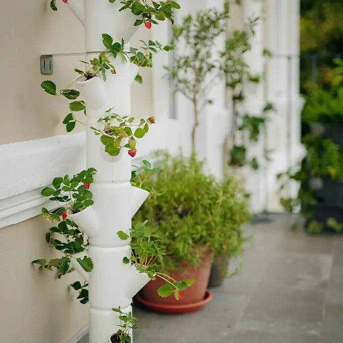 Gusta Garden Pflanzturm Sissi Strawberry Classic - 270 x 270 x 1.130 mm, Weiß - Vertikaler Erdbeerturm an einer Wand, bestückt mit reifen roten Erdbeeren und grünen Blättern. Eine platzsparende und dekorative Gartenlösung.