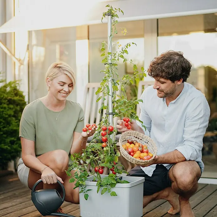 Gusta Garden Pflanztopf Tom Tomato - 28 x 35 x 136 cm, Ausstattung: Rankhilfe, Hellgrau - Ein Paar erntet reife Tomaten von einem Tomatenanbaugerät im Freien, wobei die leuchtend roten Früchte im Vordergrund stehen.