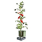 Gusta Garden Pflanztopf Tom Tomato (28 x 35 x 136 cm, Ausstattung: Rankhilfe, Hellgrau) | BAUHAUS