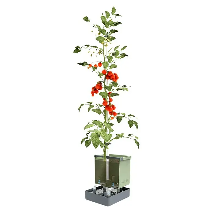 Gusta Garden Pflanzgefäß Tom Tomato - 68,7 x 103,5 x 27,7 cm, Hellgrau, 3 -tlg. - Tomatenpflanze im Hydrokultursystem. Das System bietet eine einfache Möglichkeit, Tomaten ohne Erde anzubauen.