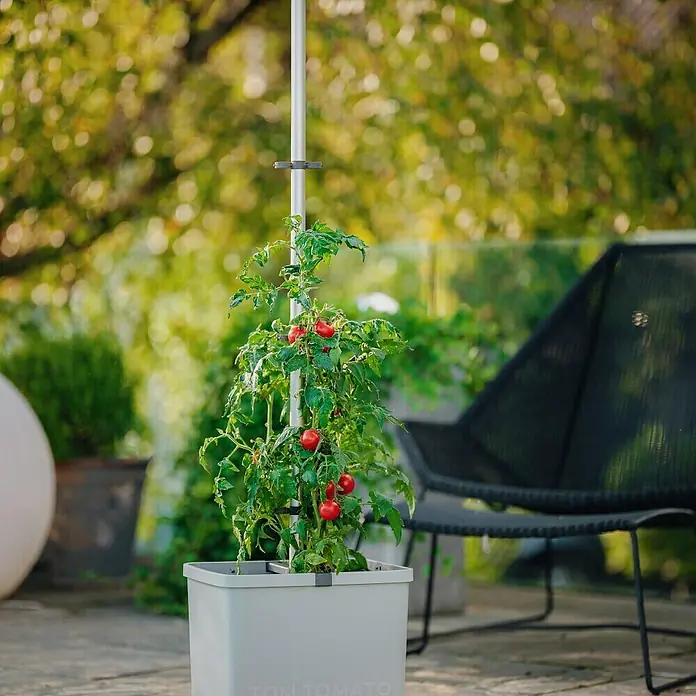Gusta Garden Pflanzgefäß Tom Tomato - 68,7 x 103,5 x 27,7 cm, Hellgrau, 3 -tlg. - Nahaufnahme eines Tall Tomato Pflanzgefäßes mit einer Tomatenpflanze, die an einem weißen Stab hochwächst, im Freien.