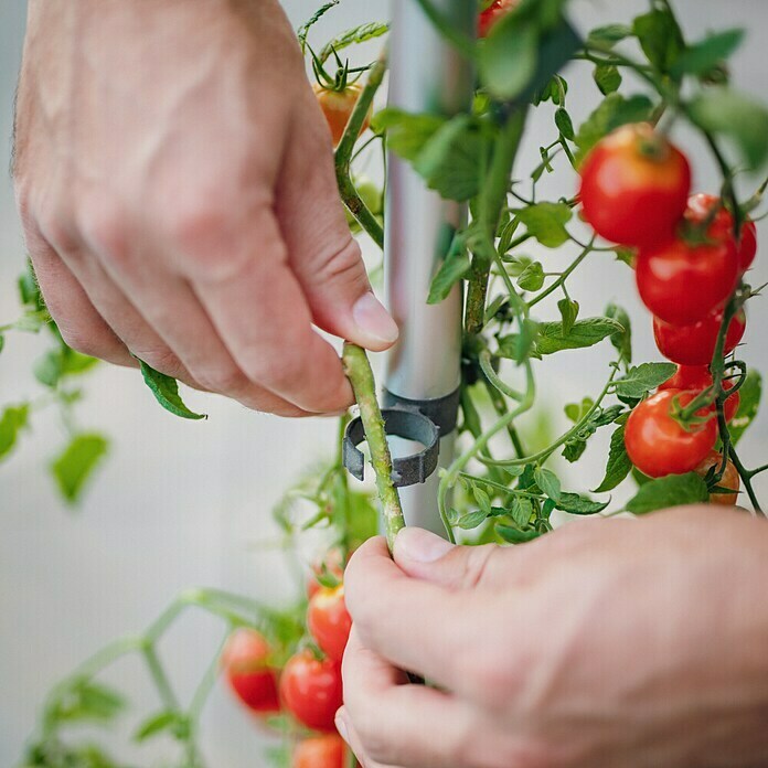 Gusta Garden Pflanztopf Tom Tomato (28 x 35 x 136 cm, Ausstattung: Rankhilfe, Hellgrau) | BAUHAUS