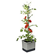 Gusta Garden Pflanzgefäß Tom Tomato (68,7 x 103,5 x 27,7 cm, Hellgrau, 3 -tlg.) | BAUHAUS