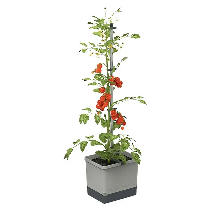 Gusta Garden Pflanzgefäß Tom Tomato - 68,7 x 103,5 x 27,7 cm, Hellgrau, 3 -tlg. - Tomatenpflanze im Topf mit Stützstange, reife rote Früchte und gelbe Blüten. Ideal für den Anbau auf kleinem Raum.