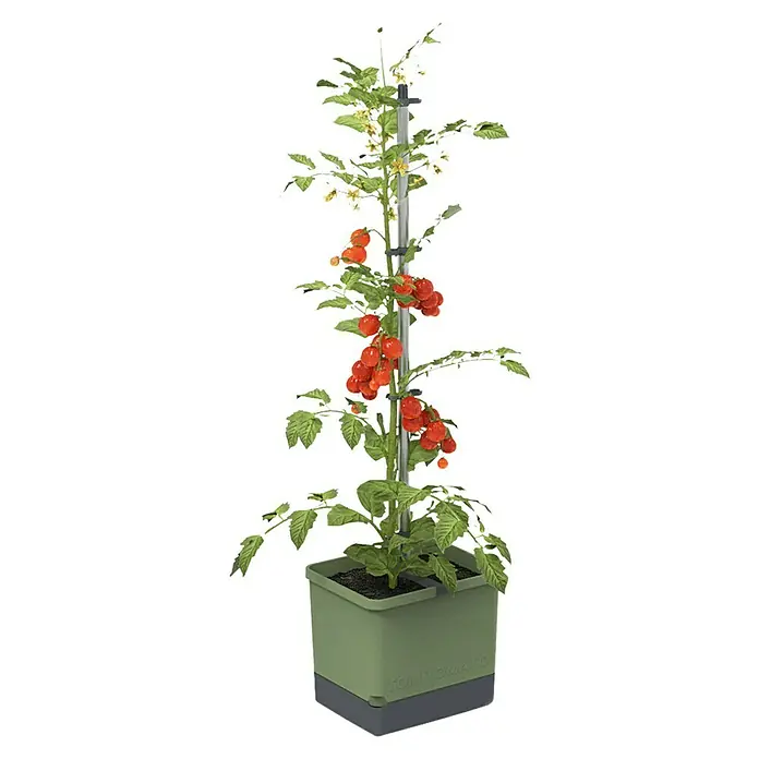 Gusta Garden Pflanztopf Tom Tomato - 68,7 x 103,5 x 27,7 cm, Dunkelgrün, 3 -tlg. - Tomatenpflanze in einem Topf mit Stützstruktur. Reife rote Tomaten und gelbe Blüten zieren die Pflanze.