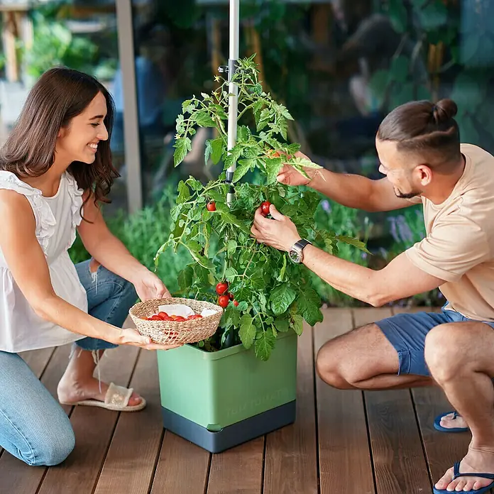 Gusta Garden Pflanztopf Tom Tomato - 28 x 35 x 136 cm, Ausstattung: Rankhilfe, Dunkelgrün - Ein Paar erntet Tomaten von einem Tomatenpflanzgefäß auf einer Holzterrasse, das sich perfekt für den Anbau auf kleinem Raum eignet.