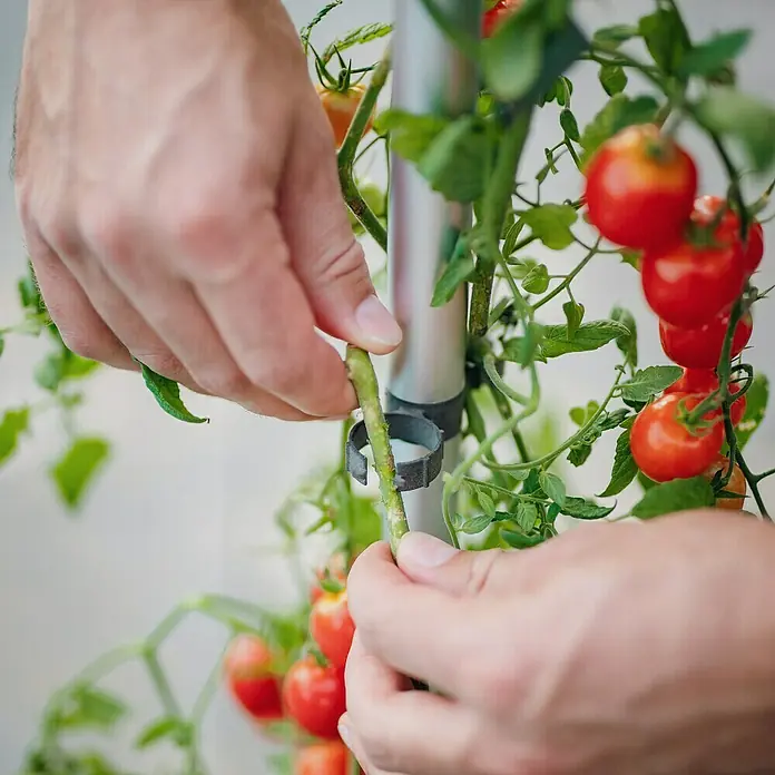 Gusta Garden Pflanztopf Tom Tomato - 68,7 x 103,5 x 27,7 cm, Dunkelgrün, 3 -tlg. - Nahaufnahme einer Person, die eine Tomatenpflanze an einem vertikalen Pflanzsystem befestigt, wobei die reifen, roten Früchte im Fokus stehen.