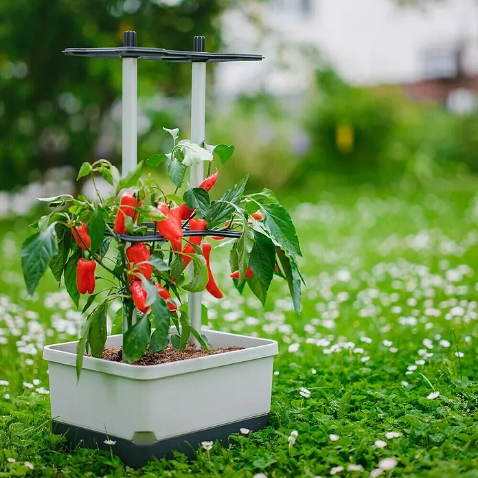 Gusta Garden Pflanzgefäß Charly Chili - 68,7 x 103,5 x 27,5 cm, Hellgrau, 3 -tlg. - Bild eines Pflanzgefäßes mit einem roten Paprikastrauch, der von einem Rankgitter gestützt wird, auf einer Blumenwiese.