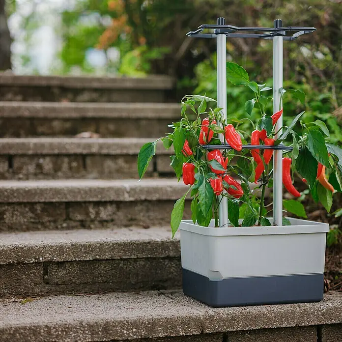 Gusta Garden Pflanzgefäß Charly Chili - 68,7 x 103,5 x 27,5 cm, Hellgrau, 3 -tlg. - Pflanzkasten mit Chili-Pflanze. Der Topf ist grau und dunkelgrau. An der Pflanze wachsen viele rote Chilis. Im Hintergrund eine Treppe.