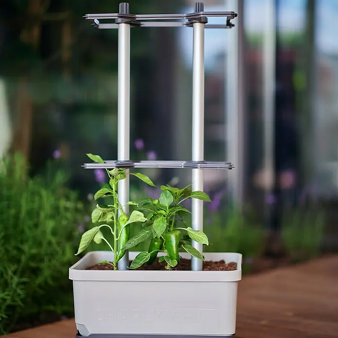 Gusta Garden Pflanzgefäß Charly Chili - 68,7 x 103,5 x 27,5 cm, Hellgrau, 3 -tlg. - Charly Chili-Pflanzgefäß mit Halterung, in dem Chilipflanzen wachsen, die bereits Früchte tragen. Das Pflanzgefäß steht auf einem Holzboden.