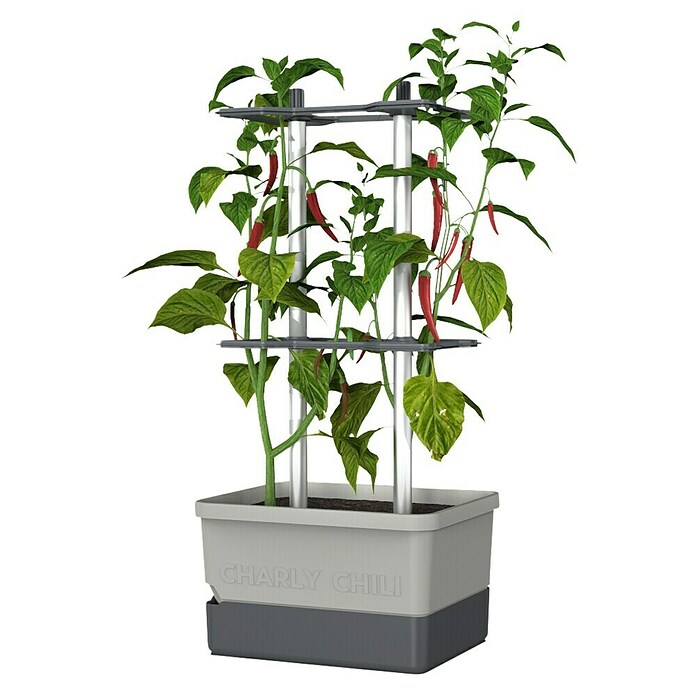 Gusta Garden Anzucht-Set Chili-Starter-Set (5 -tlg., Hellgrau) | BAUHAUS