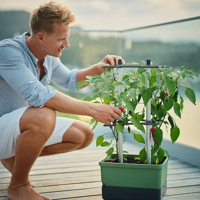 Gusta Garden Pflanzgefäß Charly Chili - 68,7 x 103,5 x 27,5 cm, Dunkelgrün, 3 -tlg. - Ein Mann kümmert sich um eine Indoor-Pflanze mit Rankhilfe, die in einem grünen Topf auf einer Terrasse steht.