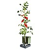 Gusta Garden Pflanztopf Tom Tomato (28 x 35 x 136 cm, Ausstattung: Rankhilfe, Blau) | BAUHAUS