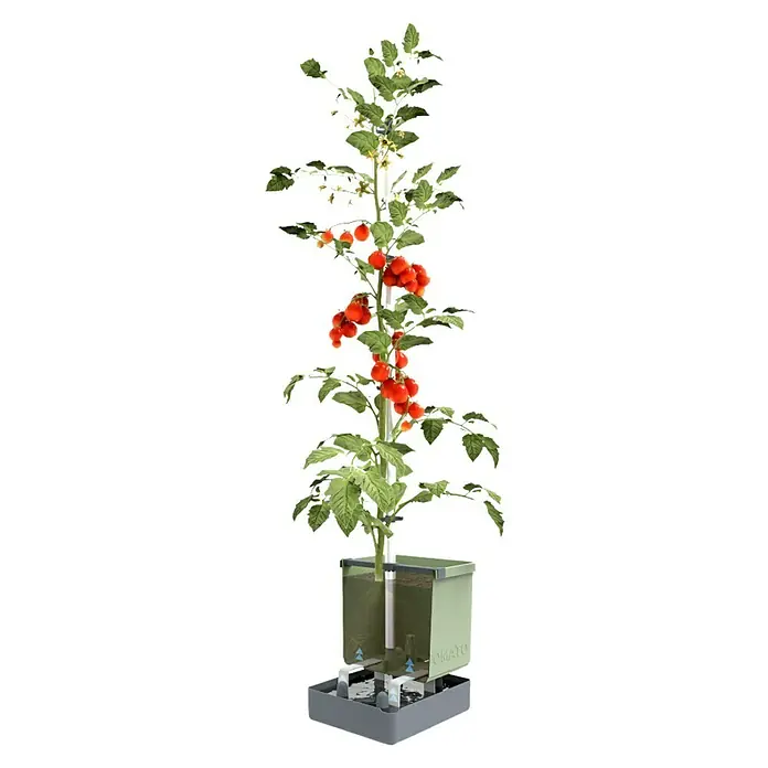 Gusta Garden Pflanztopf Tom Tomato - 28 x 35 x 136 cm, Ausstattung: Rankhilfe, Blau - Vollbild eines OKATO-Tomatenzuchtsets mit reifen roten Tomaten, grünen Blättern und einem innovativen Bewässerungssystem.