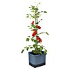 Gusta Garden Pflanztopf Tom Tomato (28 x 35 x 136 cm, Ausstattung: Rankhilfe, Blau) | BAUHAUS