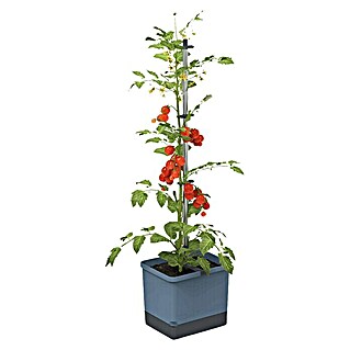 Gusta Garden Pflanztopf Tom Tomato (28 x 35 x 136 cm, Ausstattung: Rankhilfe, Blau)