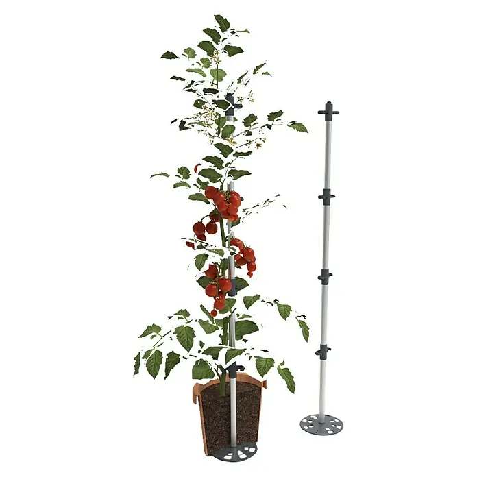 Gusta Garden Rankhilfe Tomato Buddy - Länge: 125 cm, 1 Stk. - Eine Tomatenpflanze mit einem Tomaten-Pflanzenstützsystem in einem Topf und eine zusätzliche Stütze stehen daneben.