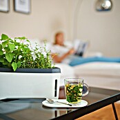 Gusta Garden Kräutertopf Harry Herbs (35,8 x 15 x 25 cm, Kunststoff, Weiß) | BAUHAUS