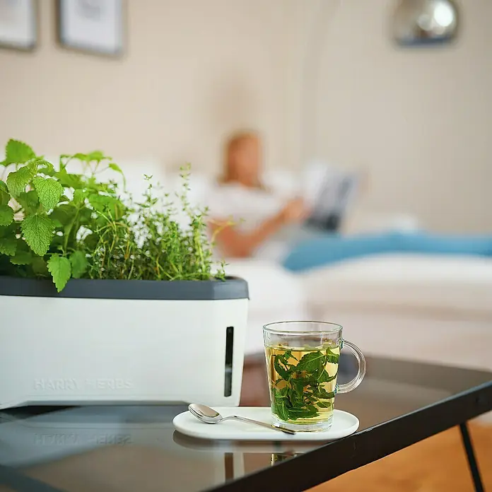 Gusta Garden Kräutertopf Harry Herbs - Kunststoff, Weiß - Ein Kräutergarten mit frischen Kräutern von Harry Herbs und eine Tasse Kräutertee mit Löffel auf einem Tisch.