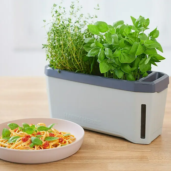 Gusta Garden Kräutertopf Harry Herbs - Kunststoff, Hellgrau - Kräutertopf mit frischem Basilikum und Thymian neben einem Teller Pasta.