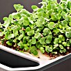 Gusta Garden Kräutertopf Harry Herbs (35,8 x 15 x 25 cm, Kunststoff, Hellgrau) | BAUHAUS