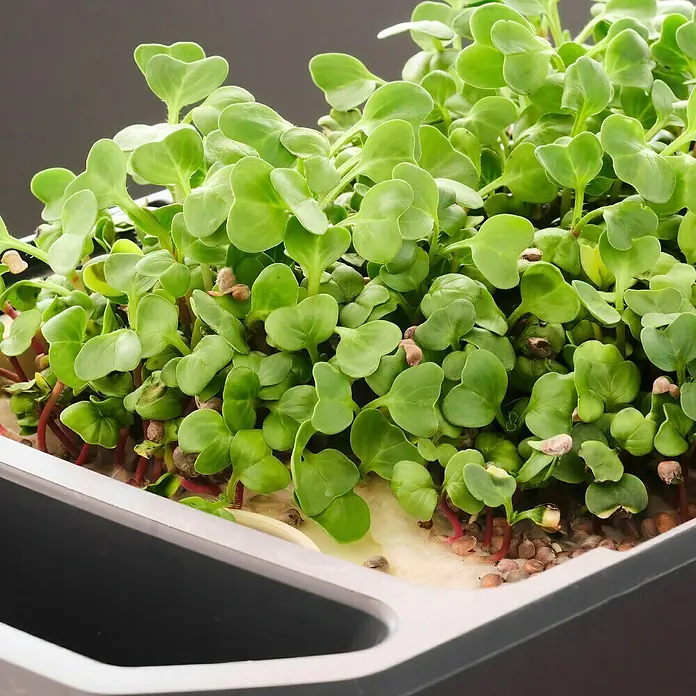 Gusta Garden Kräutertopf Harry Herbs - Kunststoff, Weiß - Nahaufnahme von frischen Microgreens in einem Anzuchtbehälter, ideal für eine gesunde Ernährung und als Dekoration.