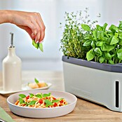 Gusta Garden Kräutertopf Harry Herbs (35,8 x 15 x 25 cm, Kunststoff, Hellgrau) | BAUHAUS