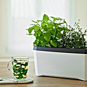 Gusta Garden Kräutertopf Harry Herbs (35,8 x 15 x 25 cm, Kunststoff, Weiß) | BAUHAUS