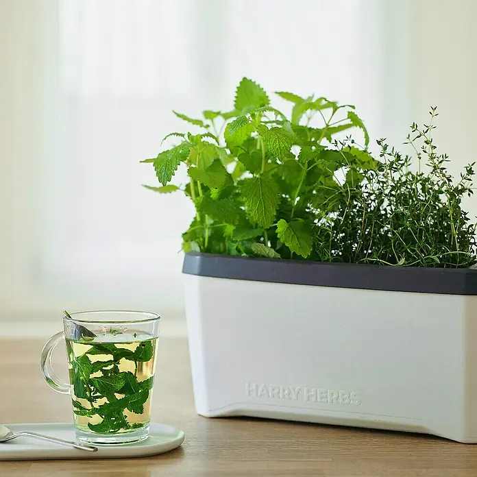Gusta Garden Kräutertopf Harry Herbs - Kunststoff, Weiß - Kräutertee neben einem Kräutergarten von Harry Herbs, mit Zitronenmelisse und Thymian. Ein frisches, aromatisches Erlebnis.