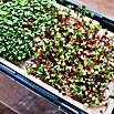 Gusta Garden Kräutertopf Harry Herbs (35,8 x 15 x 25 cm, Kunststoff, Hellgrau) | BAUHAUS