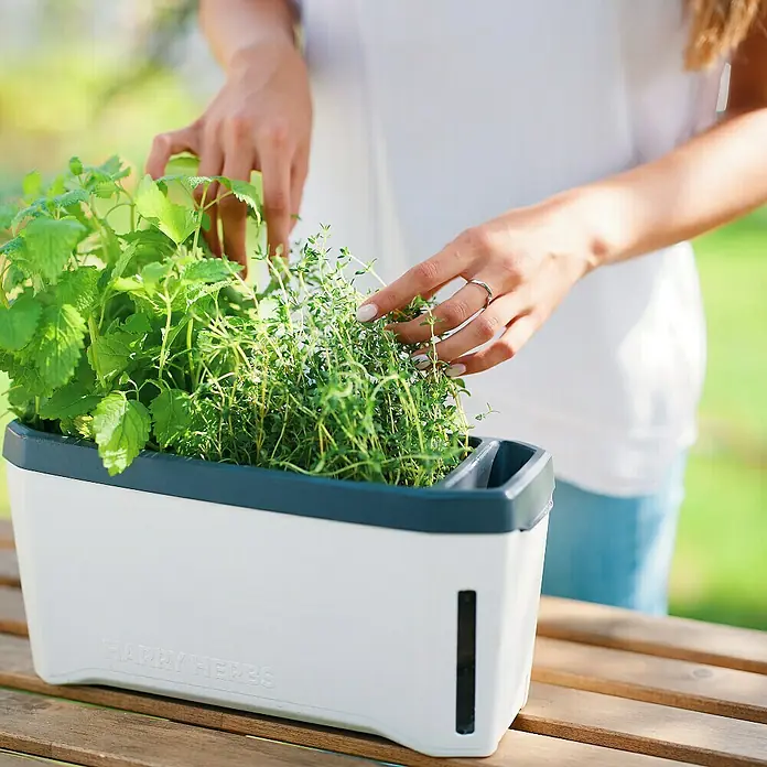 Gusta Garden Kräutertopf Harry Herbs - Kunststoff, Weiß - Weißer Kräutertopf mit Kräutern auf einem Holztisch, perfekt für frische Kräuter in der Küche.