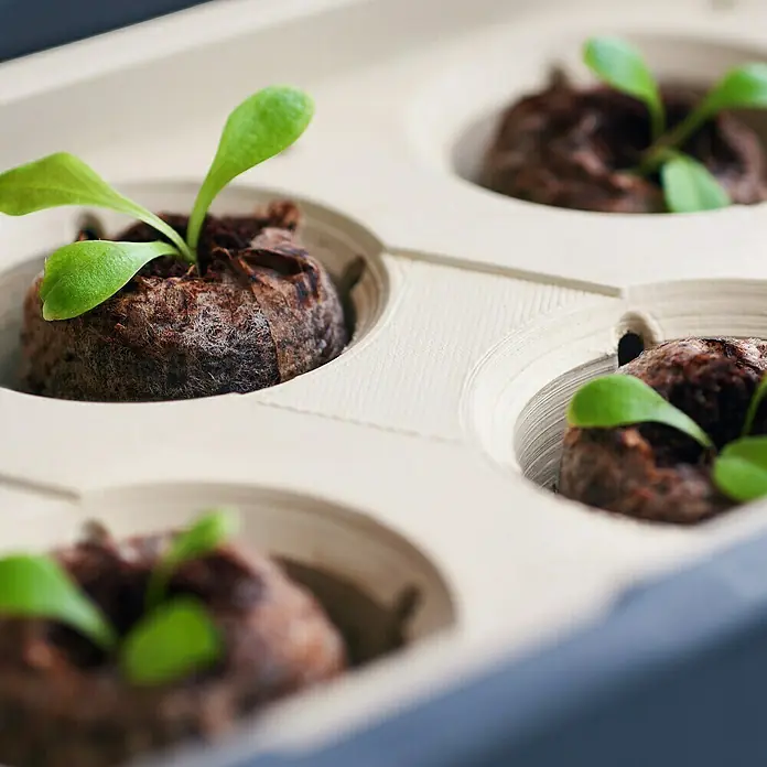 Gusta Garden Kräutertopf Harry Herbs - Kunststoff, Weiß - Nahaufnahme einer Aussaatschale mit vier Setzlingen in Torfquelltöpfen, bereit für den Garten.