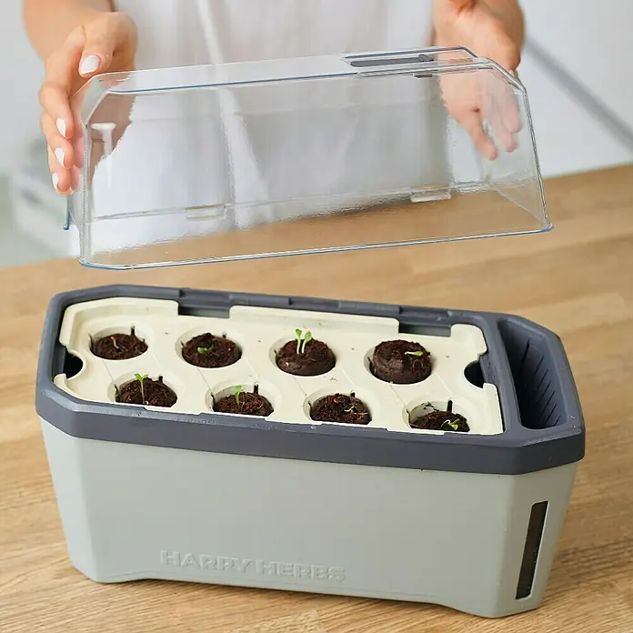 Gusta Garden Kräutertopf Harry Herbs - Kunststoff, Hellgrau - Das Harry Herbs Starter-Kit mit durchsichtiger Abdeckung zeigt die wachsenden Kräuter. Ideal für den Start Ihres eigenen Kräutergartens.