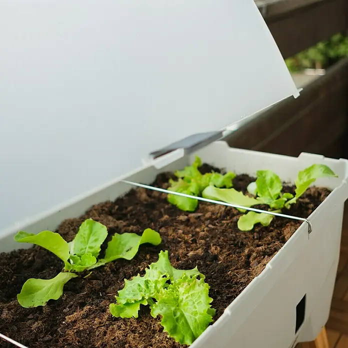 Gusta Garden Hochbeet Sammy Salad - 79 x 37,5 x 95 cm, Kunststoff, Hellgrau - Nahaufnahme eines erhöhten Gartenbeets mit frischem, grünem Salat unter einer transparenten Abdeckung, ideal für den Anbau auf kleinem Raum.
