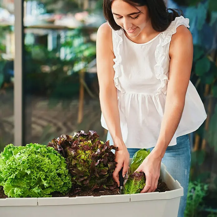 Gusta Garden Hochbeet Sammy Salad - 79 x 37,5 x 95 cm, Kunststoff, Hellgrau - Frau pflanzt Salat in einen Pflanzkasten. Der Pflanzkasten ist mit verschiedenen Salatsorten bepflanzt und steht auf einer Terrasse.