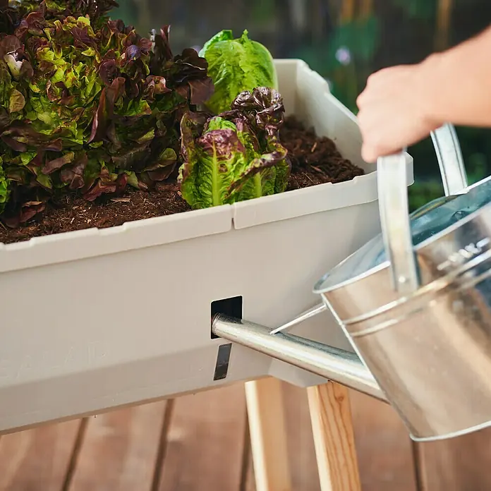 Gusta Garden Hochbeet Sammy Salad - 79 x 37,5 x 95 cm, Kunststoff, Hellgrau - Ein erhöhter, selbstbewässernder SALAD-Garten mit verschiedenen Salatsorten wird mit einer silbernen Gießkanne bewässert.