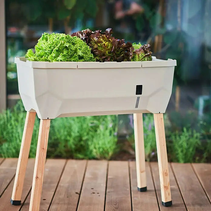 Gusta Garden Hochbeet Sammy Salad - 79 x 37,5 x 95 cm, Kunststoff, Hellgrau - Der SAMLA Salat-Pflanzkasten mit hellgrünem und rotem Salat auf einem Holzdeck und im Freien.