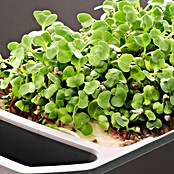 Gusta Garden Kräutertopf Harry Herbs (35,8 x 15 x 25 cm, Kunststoff, Blau) | BAUHAUS