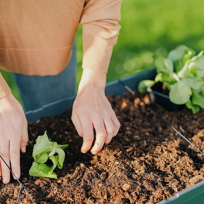 Gusta Garden Hochbeet Sammy Salad79 x 37,5 x 95 cm, Kunststoff, Anthrazit - Eine Person pflanzt Setzlinge in einen Hochbeetkasten mit dunkler Erde, ideal für den Anbau von frischem Gemüse und Kräutern im Garten.