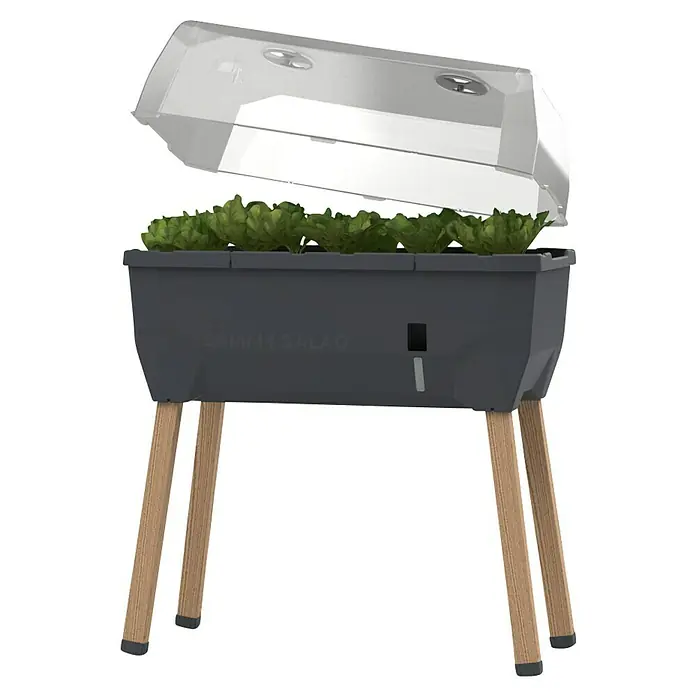 Gusta Garden Hochbeet Sammy Salad - 79 x 37,5 x 95 cm, Kunststoff, Anthrazit - Das Bild zeigt ein Zimmergewächshaus auf Holzbeinen mit einer transparenten Abdeckung, in dem Salat wächst.