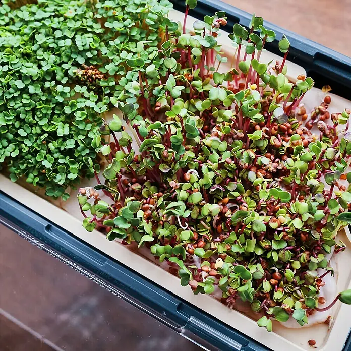 Gusta Garden Kräutertopf Harry Herbs - Kunststoff, Blau - Nahaufnahme von zwei Arten von Microgreens, die in einem Behälter wachsen, mit üppigen grünen Blättern und farbenfrohen Stielen.