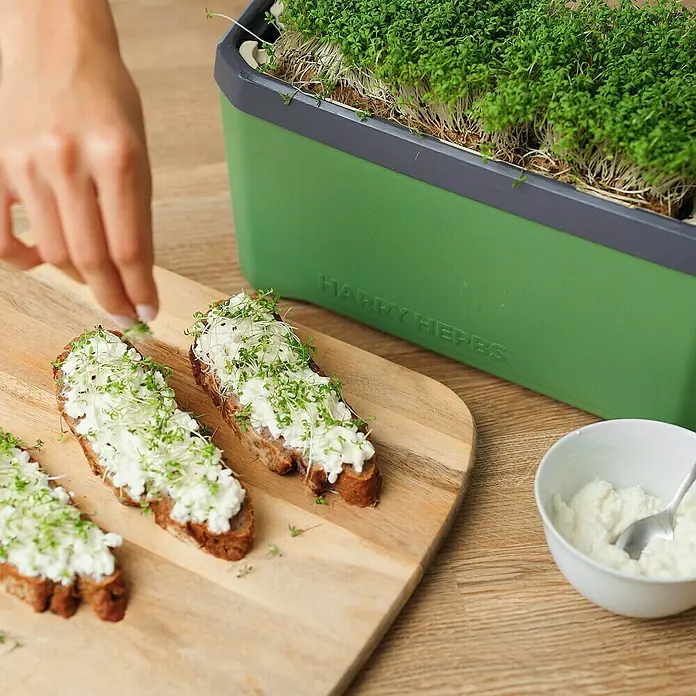 Gusta Garden Kräutertopf Harry Herbs - Kunststoff, Dunkelgrün - Frisch zubereitete Brote mit Kräutern aus dem Happy Herbs Kräutergarten, für einen gesunden und leckeren Snack.